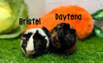 Rescue Abyssinian Guinea Pigs for Adoption in Knoxville, Tennessee - Bristol And Daytona | PetCurious